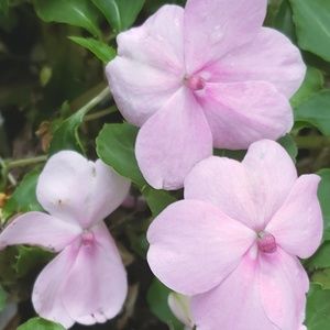 Meet your Posher, Mariana